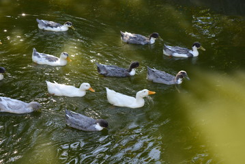 Beautiful wild ducks floating in a pond with green water