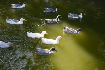 Beautiful wild ducks floating in a pond with green water