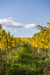 autumn vineyards landscape 