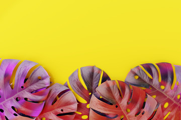 Tropical colorful monstera leaves on yellow background. nature summer concept.