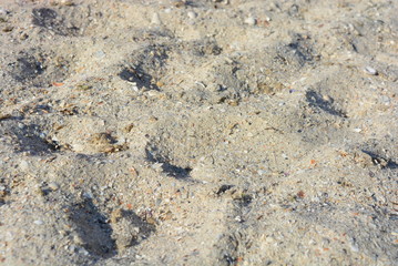 Yellow sand with shallow shell and depressions on the Black Sea beach at the Iron Port during the day