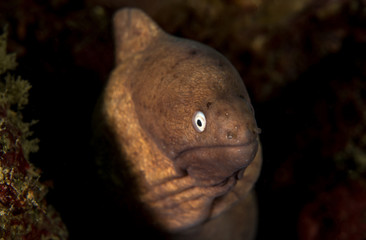 White eyed Moray Eel, Siderea Thyrsoidea.