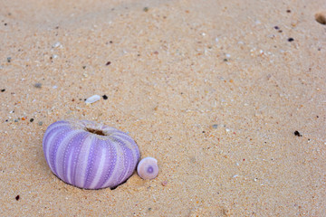 Fototapeta na wymiar Some shells laying on the beach.