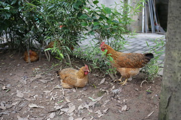 chickens on the farm