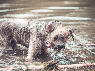 Happy dog playing in muddy water
