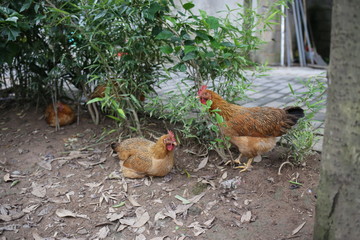 chickens on the farm