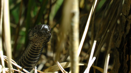 forest venomous viper snake