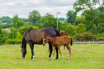 Pferd mit Fohlen auf Weide