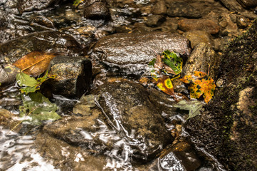 Splash of Color Among the Rocks 