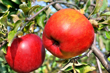 close-up of red apples on apple tree branch