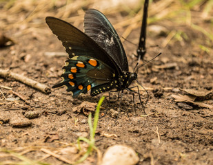 Black Swallowtail Butterfly 