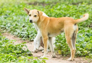 Thai Dog