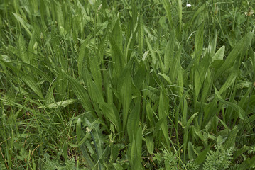 Plantago lanceolata