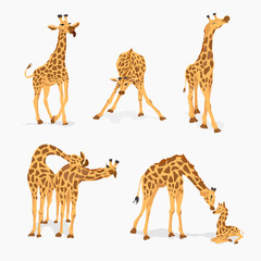Set of cute giraffes isolated on white. © svetlaborovko