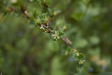 Ribes uva crispa