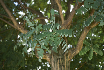 Styphnolobium japonicum