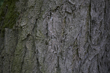 Styphnolobium japonicum