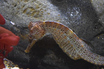 Hippocampe