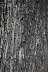 Styphnolobium japonicum
