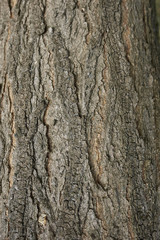 Styphnolobium japonicum