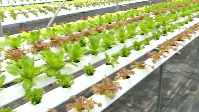 organic hydroponic lettuce vegetable growing in agriculture farm