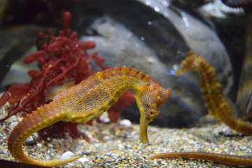 Hippocampe
