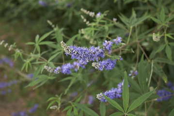 Vitex agnus castus