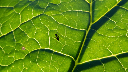 Ant on leaf