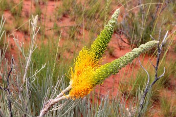 Yellow Flame or desert Grevillea (Grevillea eriostachya) growing in the red center of Australia