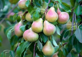 Harvest of ripe pears on branches.