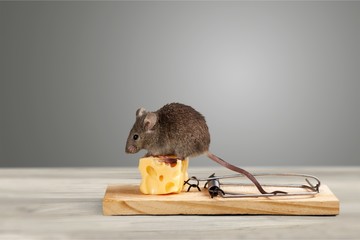 Grey mouse and Mouse trap with cheese