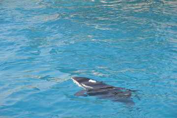 Obraz premium Orque sortant de l'eau