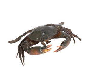 Crab isolated on white background.