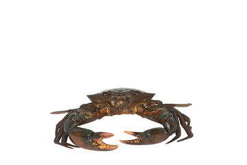 Crab isolated on white background.