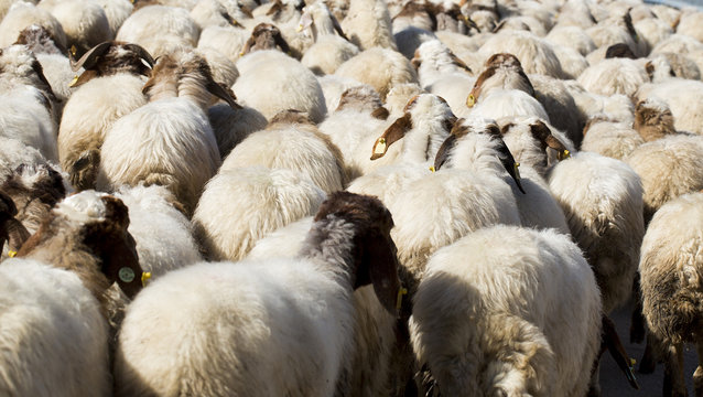 Flock of sheep driven together in rural 