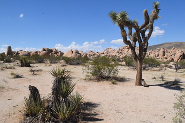 Désert du Mojave