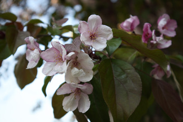 Blooming Apple tree in spring