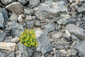 Yellow flowers between rocks