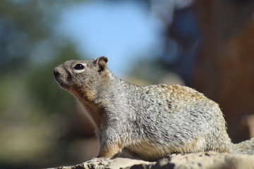 Spermophile/écureuil au Grand Canyon