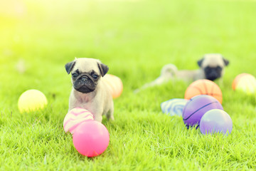 Cute puppy brown Pug playing with ball in garden
