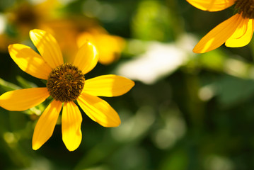 Yellow Sunlit Flower