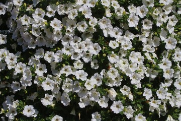 Floral pattern background of white petunia flower