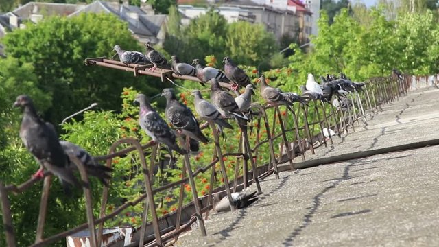 Pigeons on the roof
