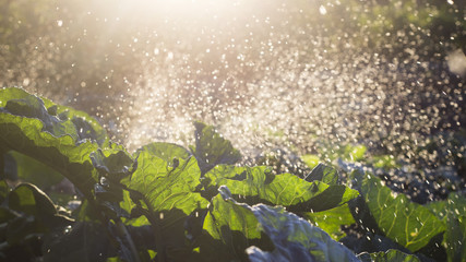 Cabbage grows in the garden and watered with a water fountain. Many drops on the background of the sun. Farming, organic raw vegetables concept