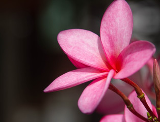 Fototapeta premium Beautiful Pink flower.background.