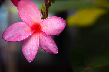 Beautiful Pink flower.background.