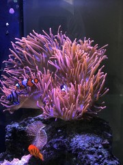 Fototapeta na wymiar Anemone and Clownfish 