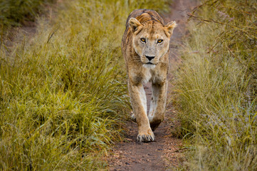 Löwin frontal laufend, Blick in die Kamera; Kidepo Valley National Park, Uganda