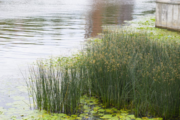Fototapeta na wymiar Reeds on the Bank of the river Pregol in Kaliningrad