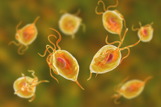 Trichomonas vaginalis protozoa, 3D illustration. A parasite causing trichomoniasis, sexually transmitted infection in men and women
